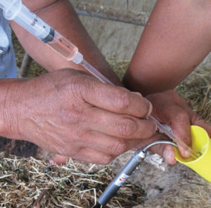 Sheep Artificial Insemination